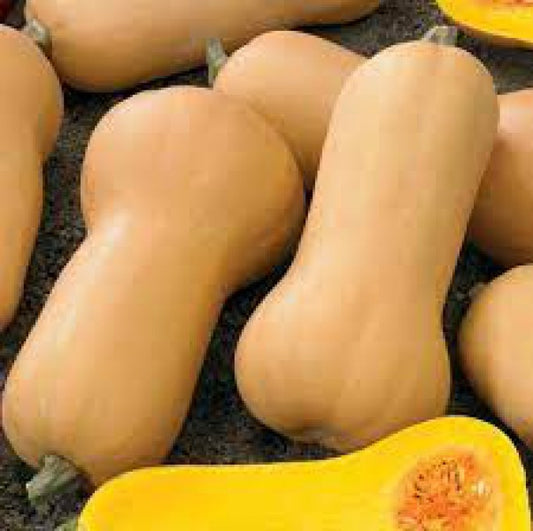 DYNIA PIZMOWA / butternut