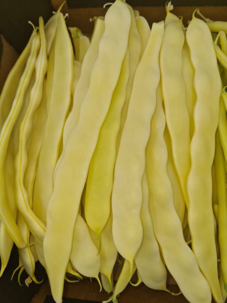 FASOLA SZEROKA ZOLTA / flat yellow bean