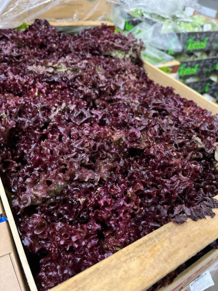 SALATA STRZEPIASTA CZERWONA / frisee, red curly lettuce