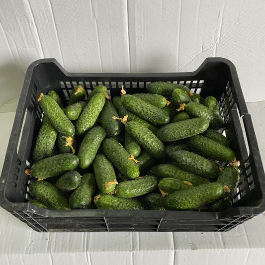 OGOREK GRUNTOWY PL / Polish short cucumber