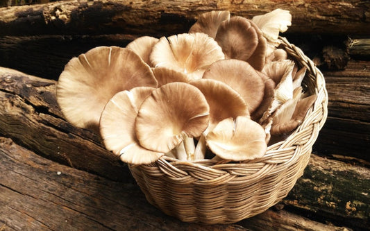 GRZYB BOCZNIAK KG / oyster mushroom kg