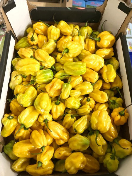 PAPRYKA HABANERO ZOLTA / yellow habanero pepper