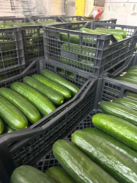 OGOREK SZKLARNIOWY / long cucumber