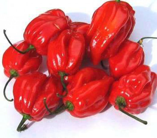 PAPRYKA HABANERO CZERWONA / red habanero pepper