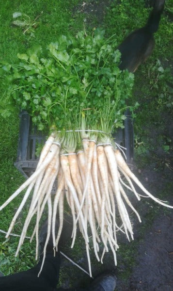 PIETRUSZKA Z NACIA / parsley root with greens