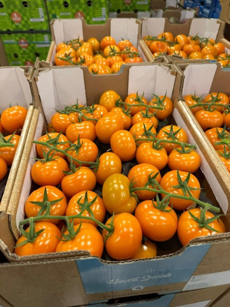 POMIDOR GALAZKA POMARANCZOWY / orange vine tomato