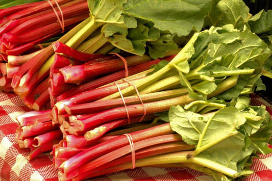 RABARBAR / rhubarb