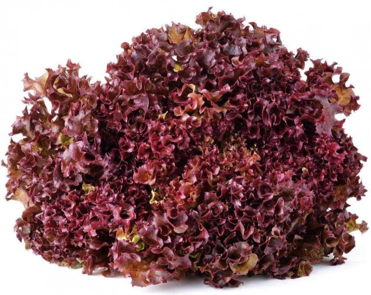 SALATA STRZEPIASTA CZERWONA / frisee, red curly lettuce