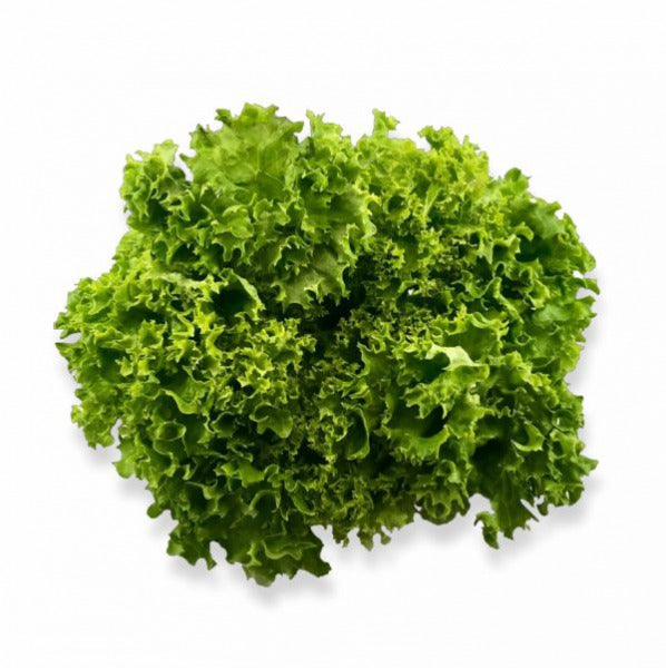 SALATA STRZEPIASTA ZIELONA / frisee, white curly lettuce