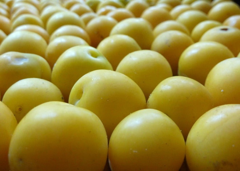 SLIWKA ZOLTA / yellow plum